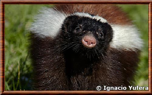 Mouffette de Patagonie gros plan