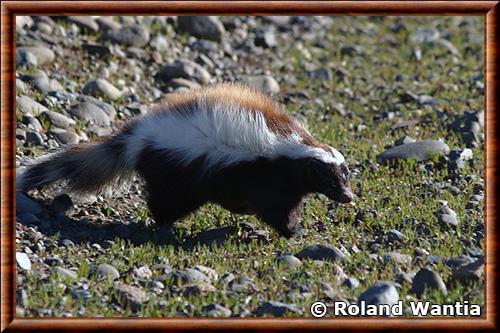 Mouffette de Patagonie (Conepatus humboldtii)