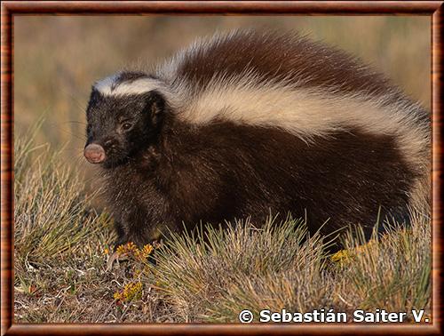 Mouffette des Andes portrait