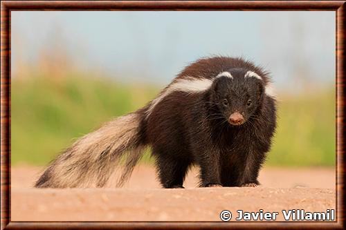 Mouffette des Andes (Conepatus chinga)