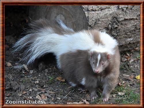 Mouffette rayee zoo de Sofia