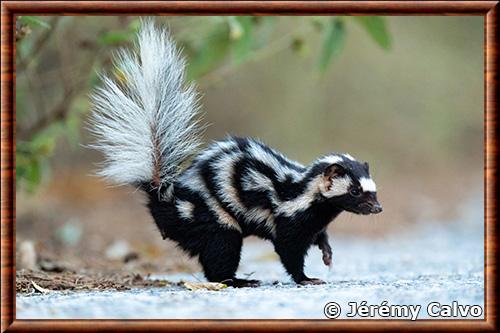 Mouffette tachetee meridionale (Spilogale angustifrons)