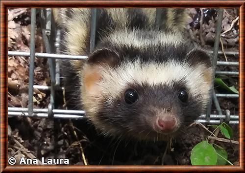 Mouffette tachetee naine gros plan