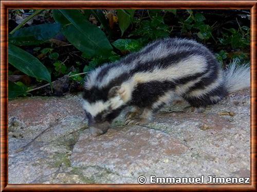 Mouffette tachetee naine (Spilogale pygmaea)