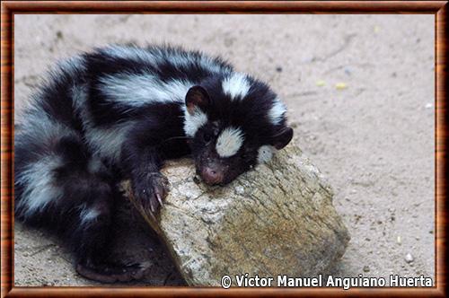 Mouffette tachetee occidentale portrait