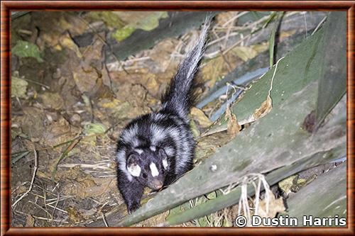 Mouffette tachetee occidentale (Spilogale gracilis)