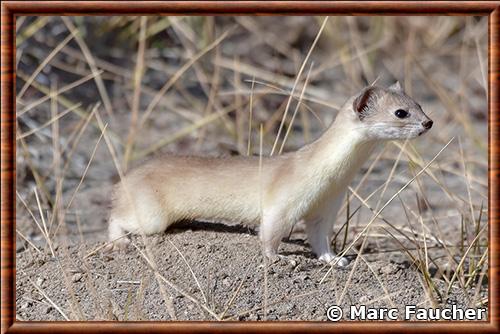 Mountain weasel (Mustela altaica)