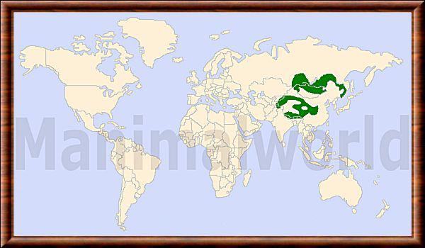Mustela altaica distribution