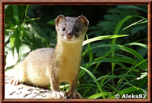 Mustela altaica