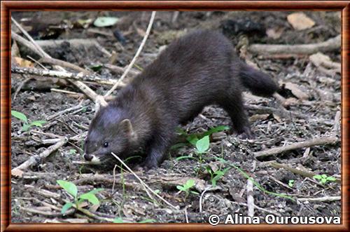 Mustela lutreola