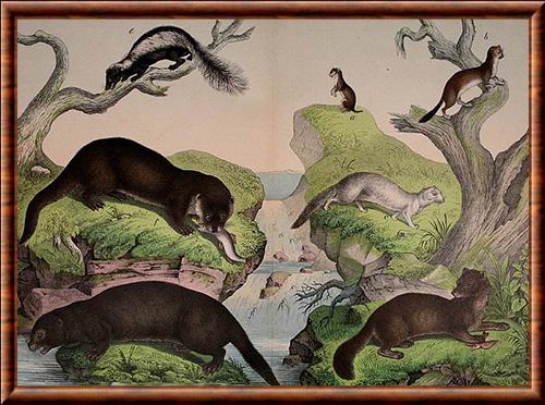 Mustelidae especes