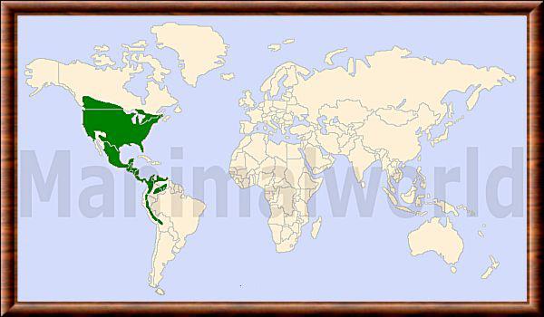 Neogale frenata distribution