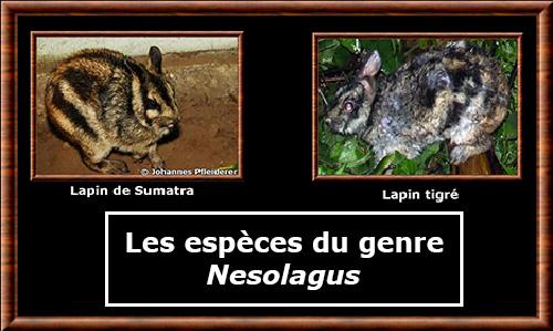 Nesolagus