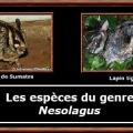 Nesolagus