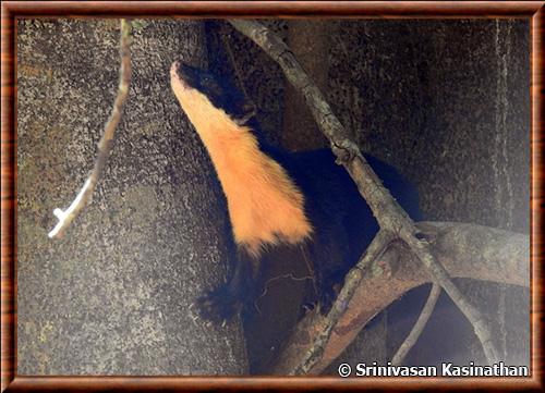 Nilgiri Marten (Martes gwatkinsii)