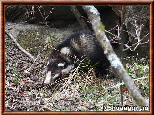 Northern Hog Badger (Arctonyx albogularis)