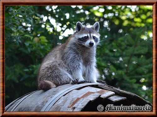 Northern Raccoon (Procyon lotor)