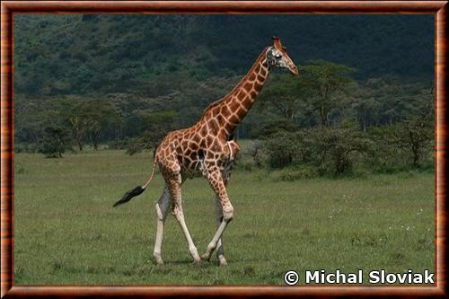 Nubian giraffe (Giraffa camelopardalis camelopardalis)