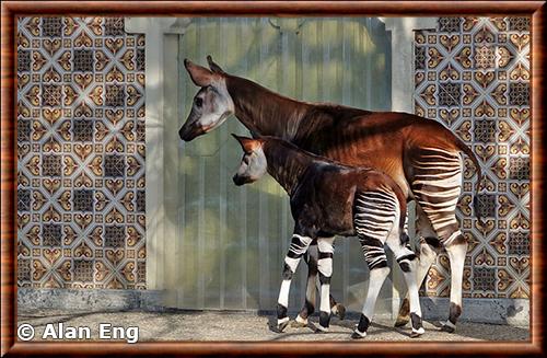 Okapi femelle