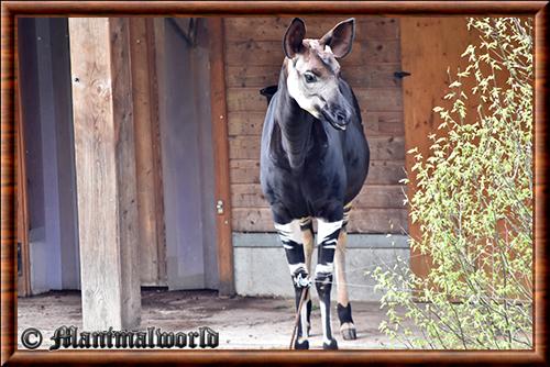 Okapi zoo Mulhouse