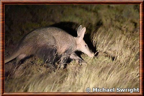 Orycterope Afrique du Sud