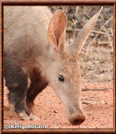 Orycterope gros plan