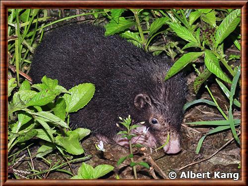 Palawan stink badger (Mydaus marchei)