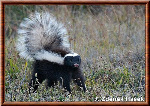 Patagonian hog-nosed skunk (Conepatus humboldtii)