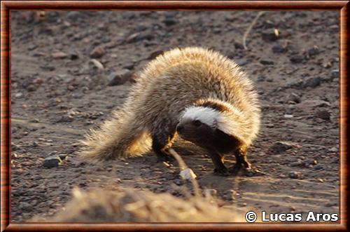 Patagonian weasel