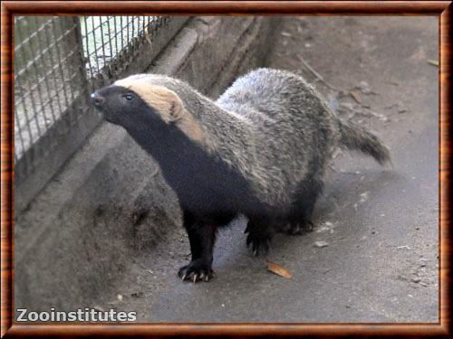 Petit grison parc animalier de Paay