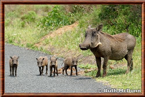 Phacochere commun femelle Afrique du Sud