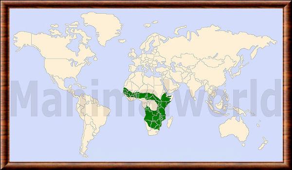 Phacochere distribution