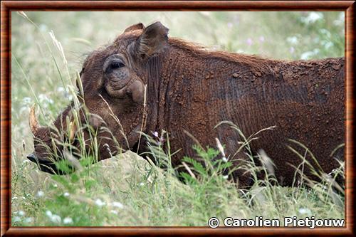 Phacochere du desert profil