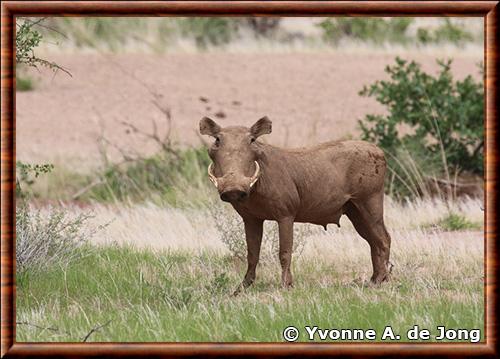 Phacochere du desert reserve nationale de Shaba