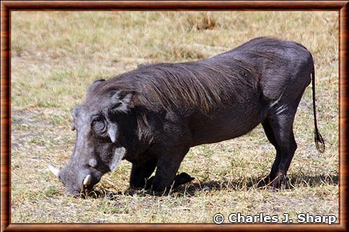 Phacochere male au Botswana