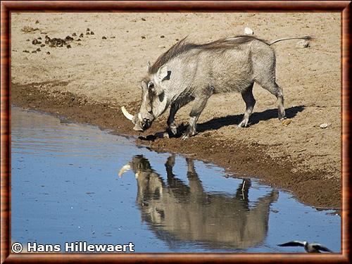 Phacochere parc national Etosha