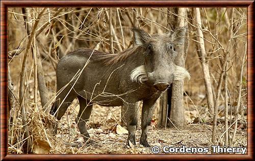 Phacochoerus africanus africanus