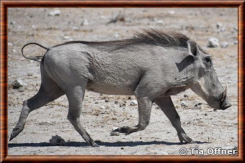 Phacochere du Sud (Phacochoerus africanus sundevallii)