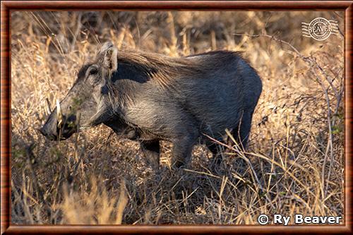 Phacochoerus africanus