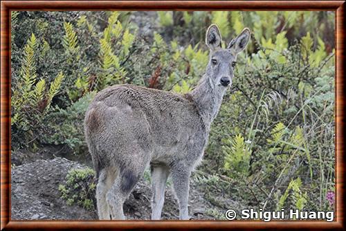 Porte-musc alpin (Moschus chrysogaster)