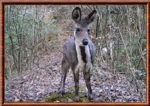 Porte-musc Anhui (Moschus anhuiensis)