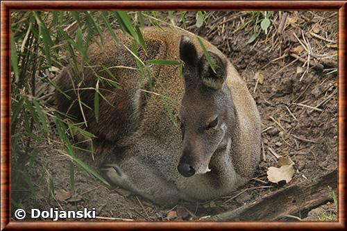 Porte-musc de l'Himalaya (Moschus leucogaster)