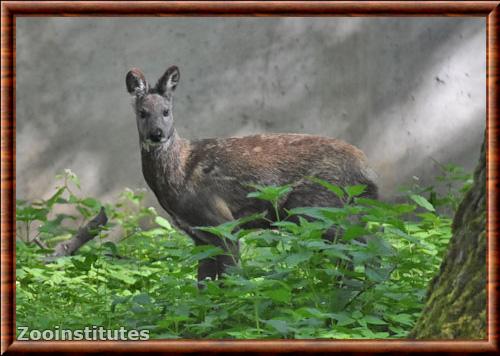 Porte-musc de Siberie zoo de Berlin