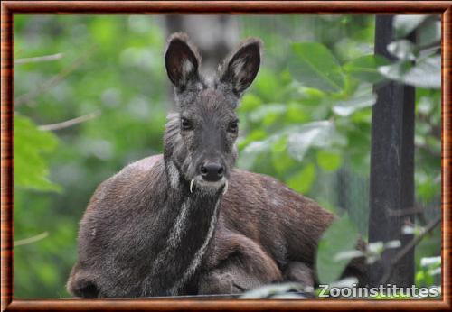 Porte-musc de Siberie zoo de Leipzig