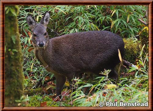 Porte-musc nain (Moschus berezovskii)