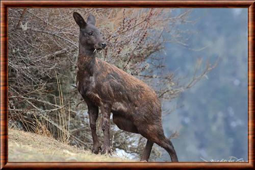 Porte-musc noir (Moschus fuscus)