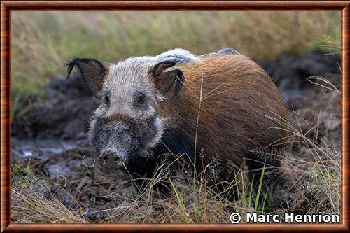 Potamochere portrait