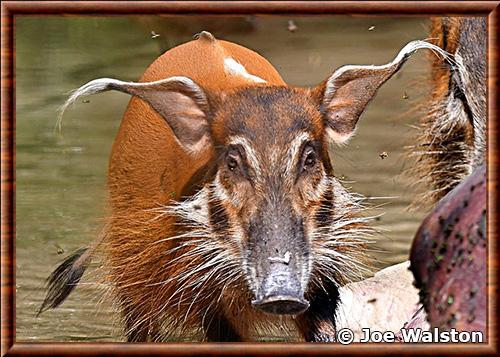 Potamochere roux gros plan