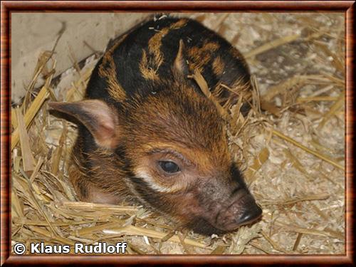 Potamochere roux juvenile zoo de Berlin