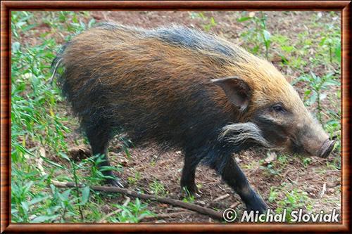 Potamochoerus larvatus hassama